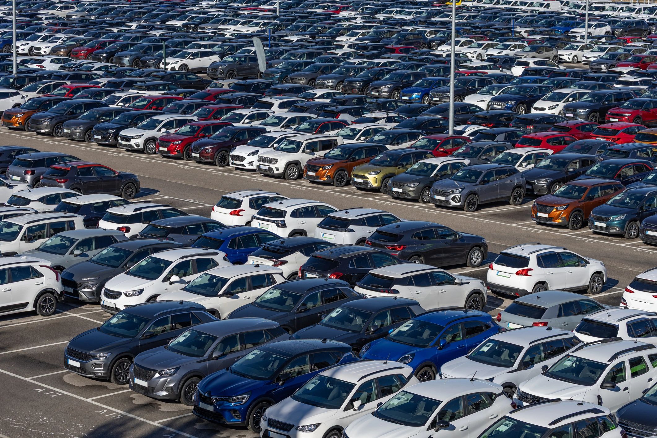 Cars lined up for comparison and selection